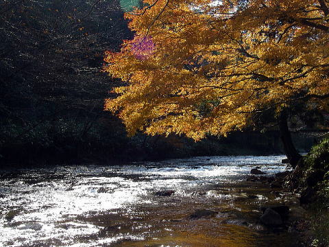 �ӏH�̔��d��